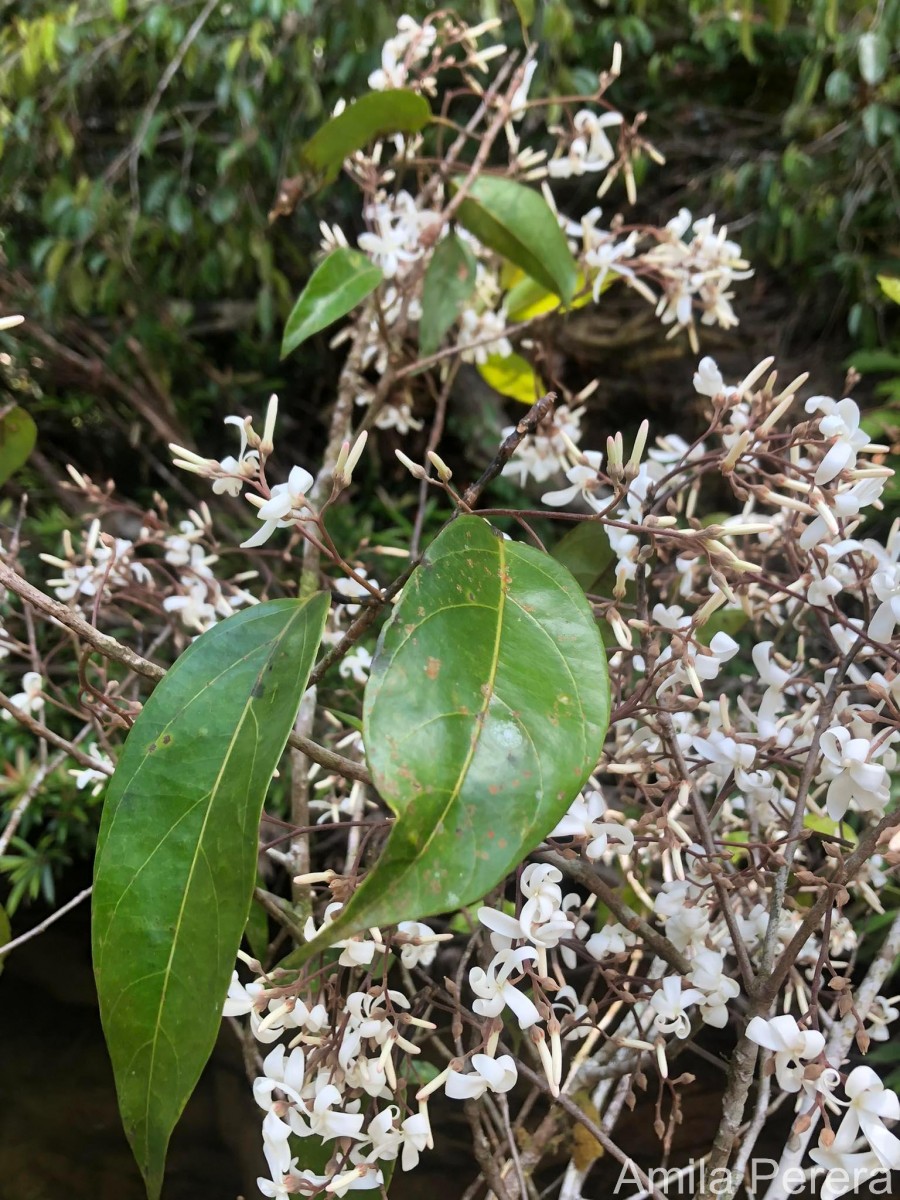 Vatica affinis Thwaites